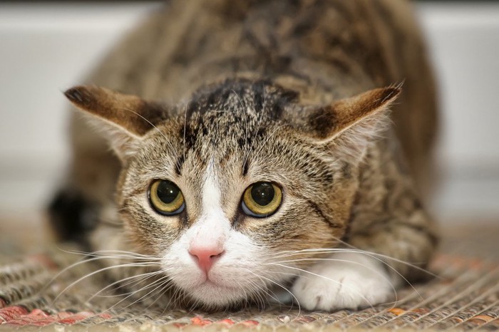 嫌がっている猫