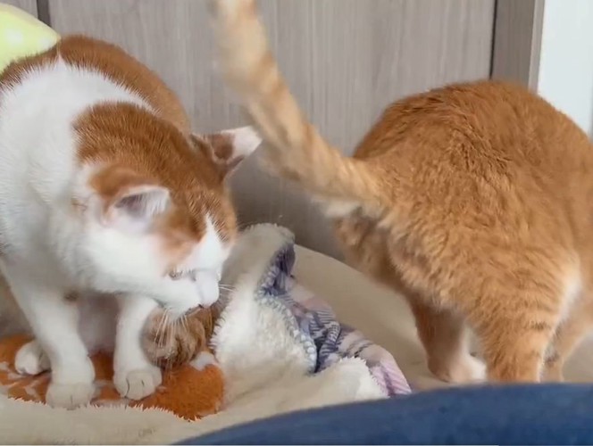 茶トラ猫の後姿を見ている茶白猫