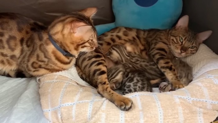 寝そべる猫と子猫を見る青い首輪の猫