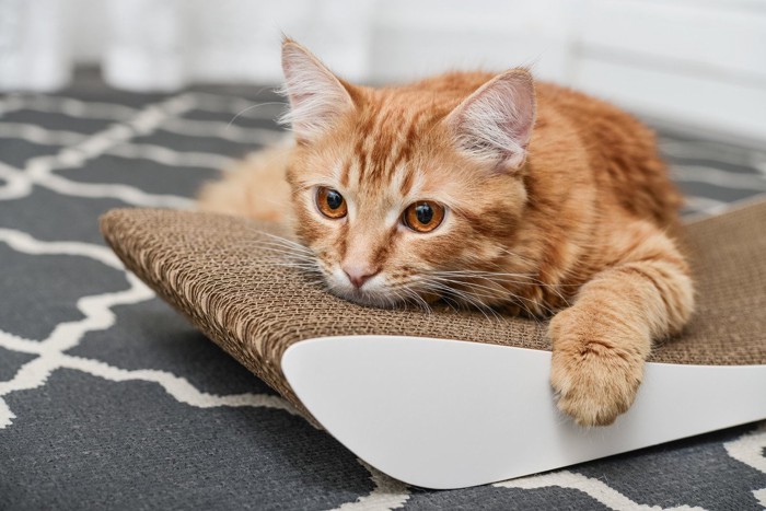 爪とぎに乗っている猫