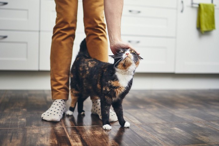 飼い主の足元に擦り寄って撫でてもらう猫