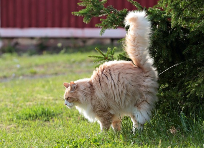 マーキングする猫