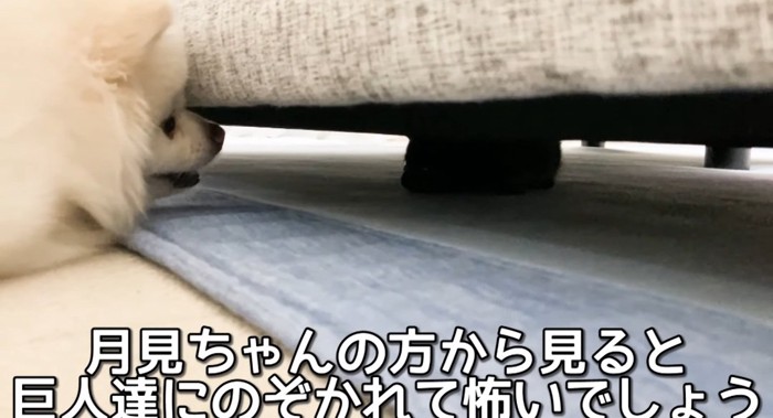 覗き込み犬