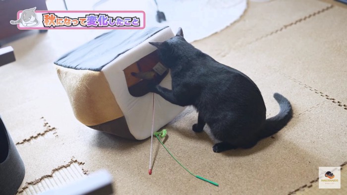 オモチャを覗く黒猫