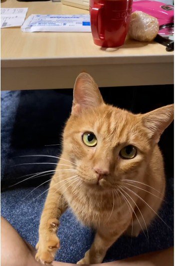 座って鳴いている猫