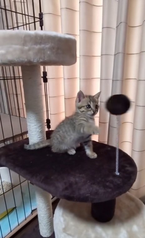 猫パンチをはずしてポンポンを見るキジトラの子猫