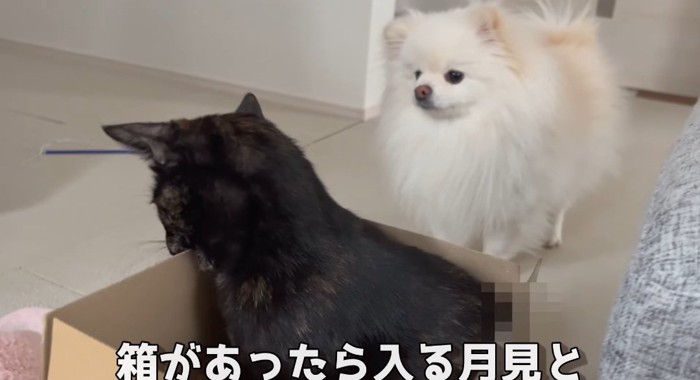 箱の中の猫