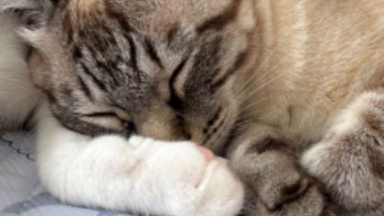 寝ている猫