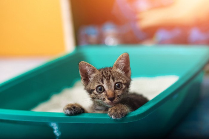 トイレの中にいる子猫