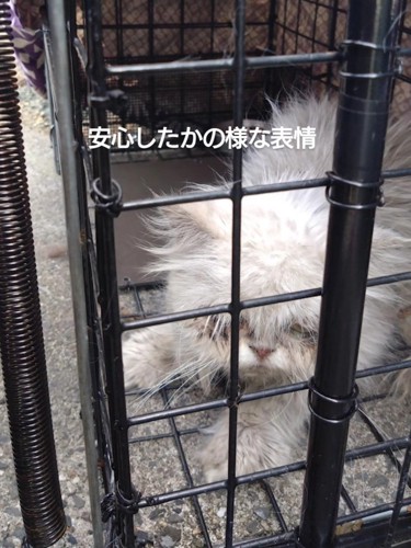 捕獲器の中にいる猫