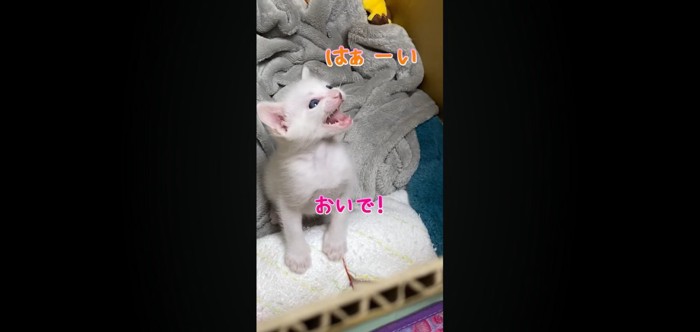 はぁーい