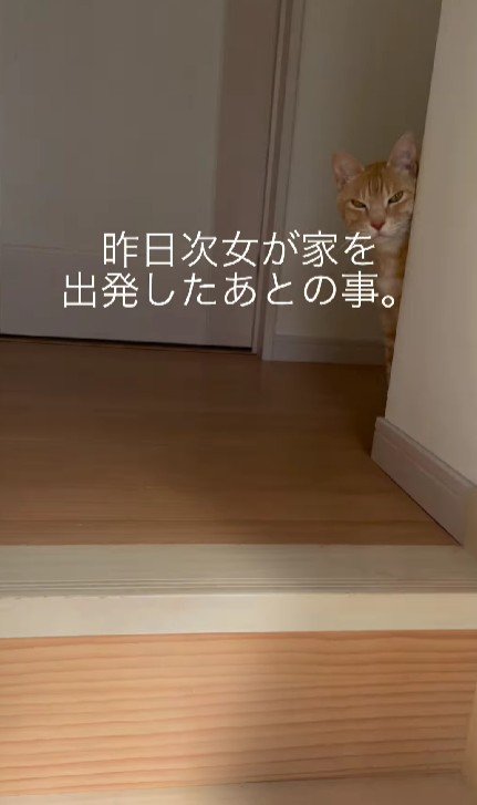 廊下にいる猫