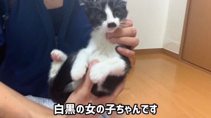 抱っこされる子猫