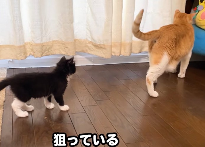 猫の後をついていく子猫（狙っている）