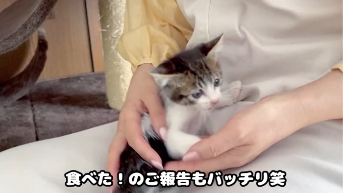 手を噛もうとする子猫