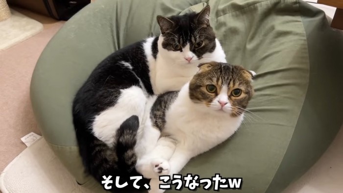 くっつく2匹の猫