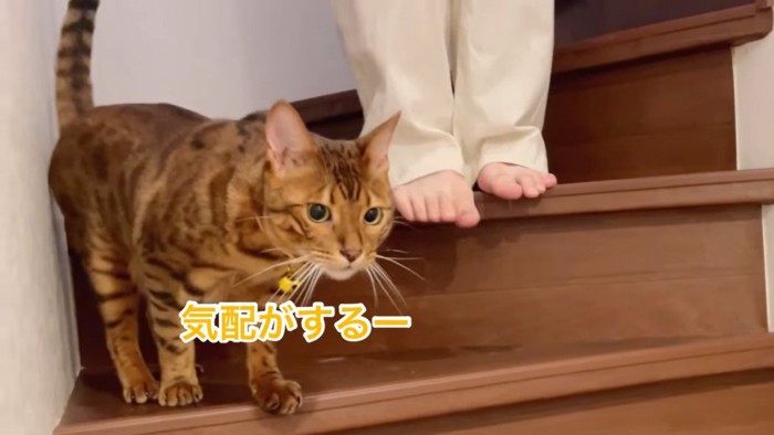 人の足もとにいる猫