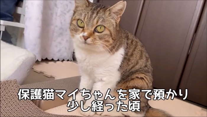 保護猫のマイちゃん％%保護猫のマイちゃん