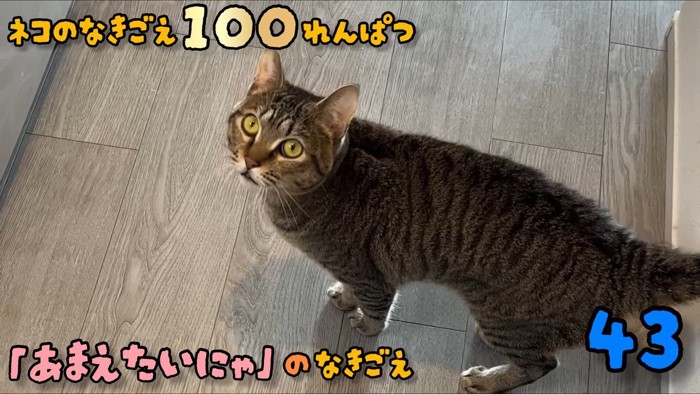 見上げている猫