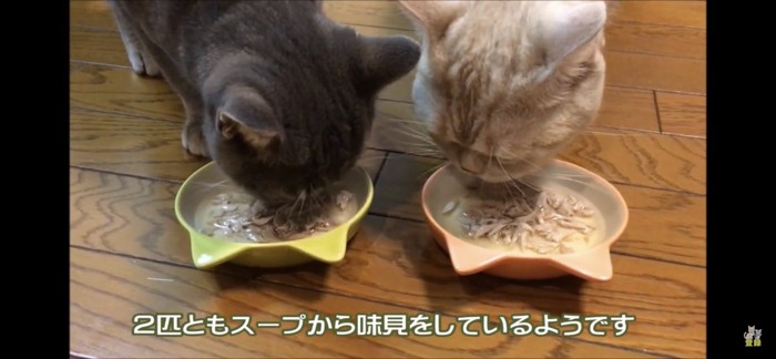 ごはんを食べる猫