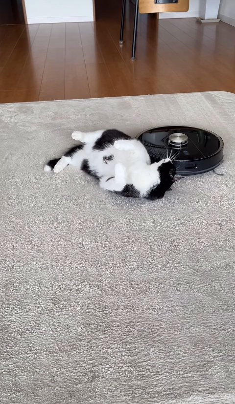背中にぶつかるロボット掃除機を振り返ってみている猫