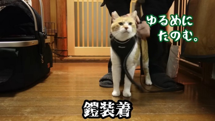 散歩前の儀式