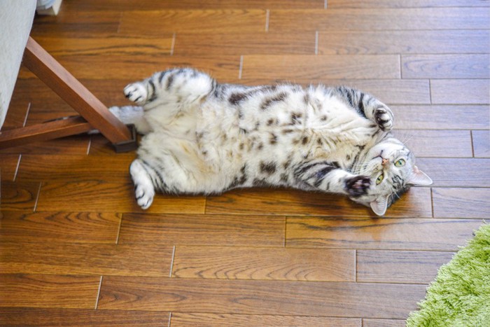 へそ天の猫