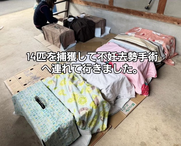 並んだ捕獲器