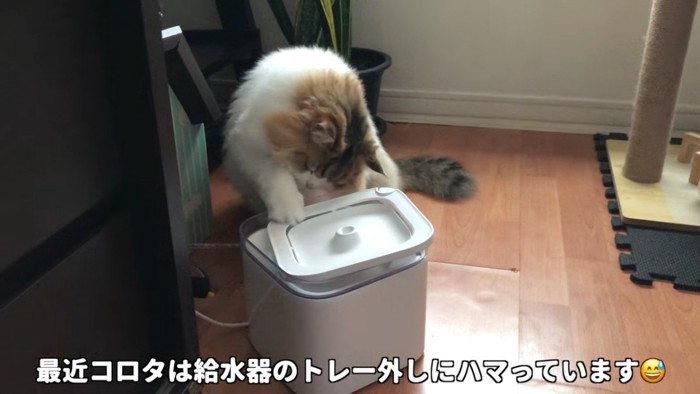 給水機のトレーを前足で外す猫