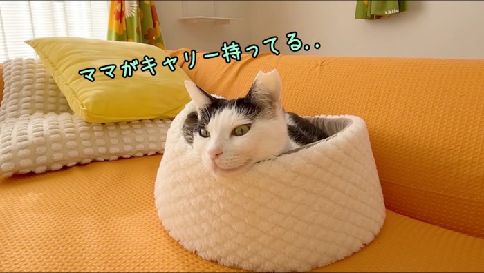 遠くからペットキャリーを見つめるぶち猫