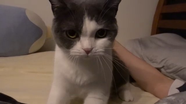 ベッド猫正面アップ