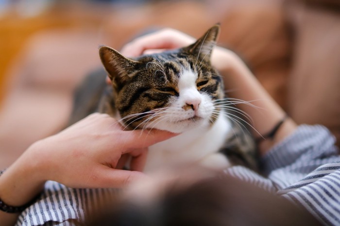 猫をなでる人