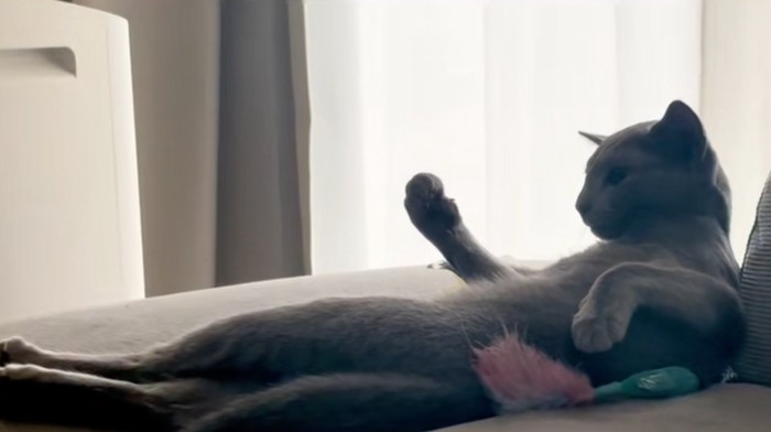 猫の握り拳