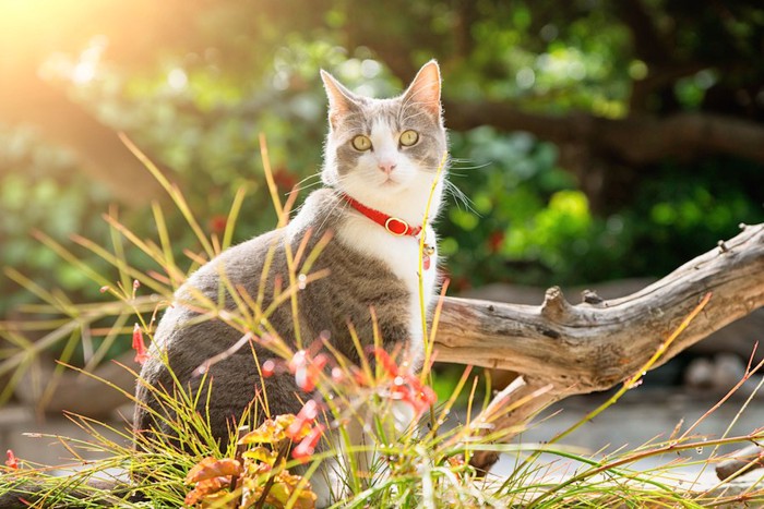 外で過ごす首輪をした猫