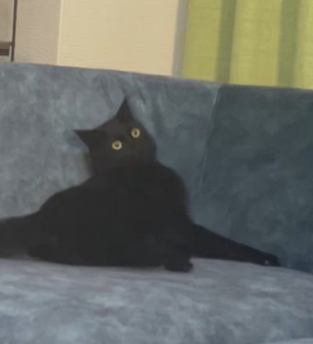 天井を見つめて体を震わせる猫