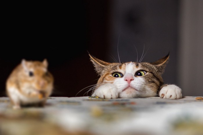 猫とねずみ