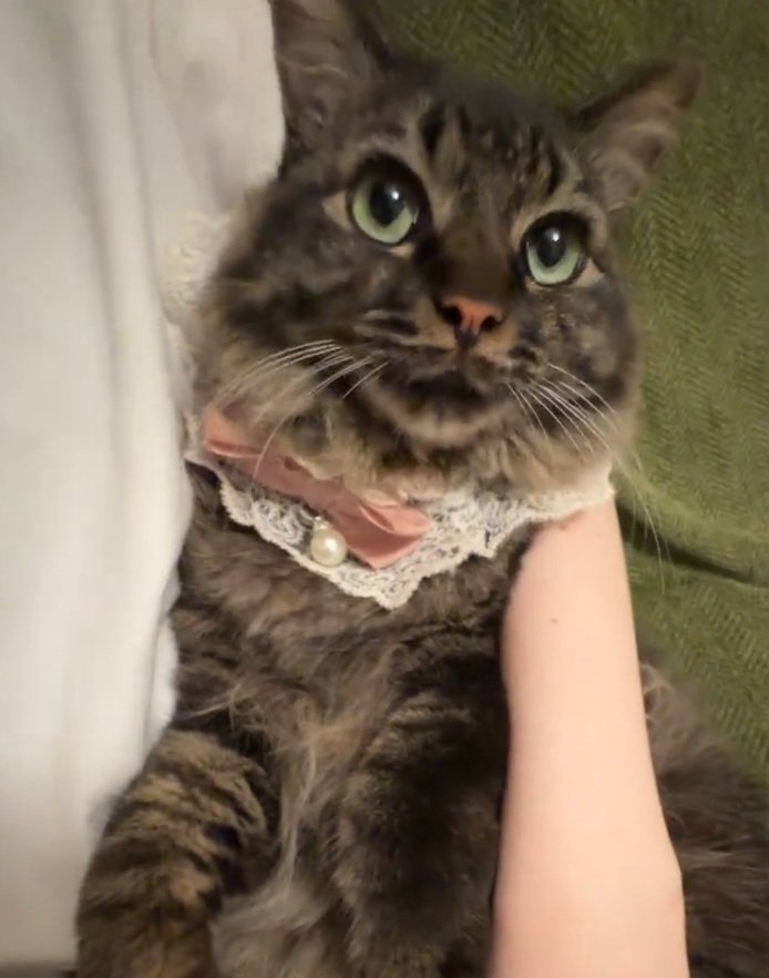 上を向く猫