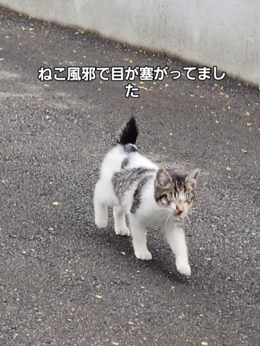 目が塞がった子猫