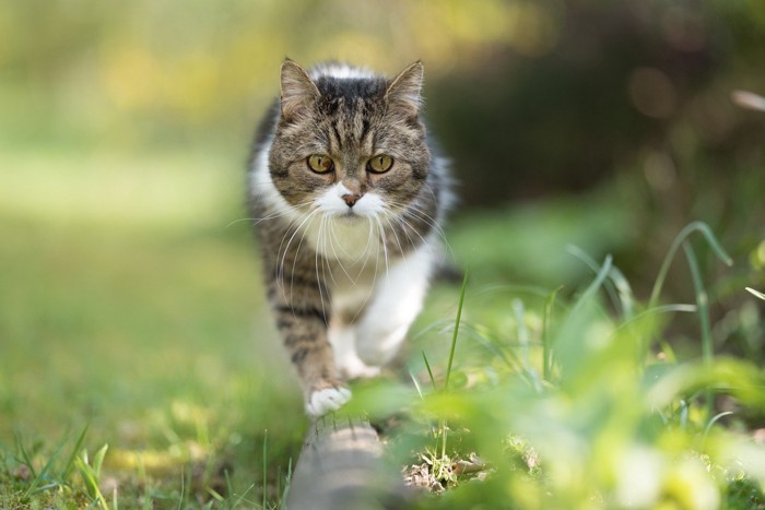 菊の花のようなヒゲで歩く猫