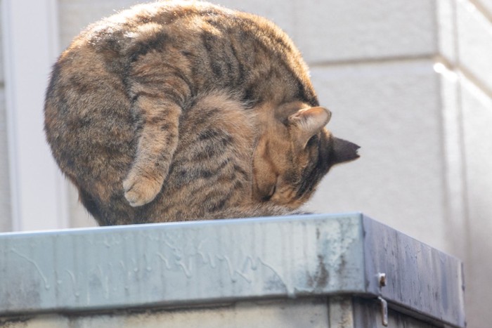 丸まって毛づくろいする猫