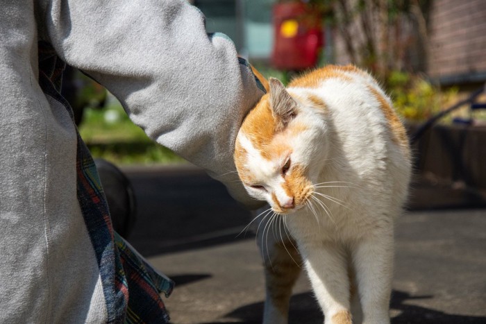 腕にスリスリする猫