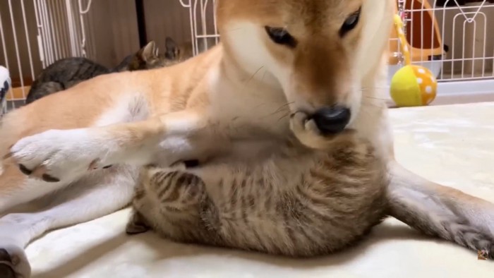 柴犬のお顔にキックを入れる子猫