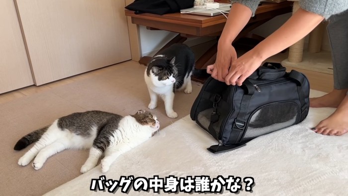 キャリーバッグの前に寝そべる猫と横に立つ猫