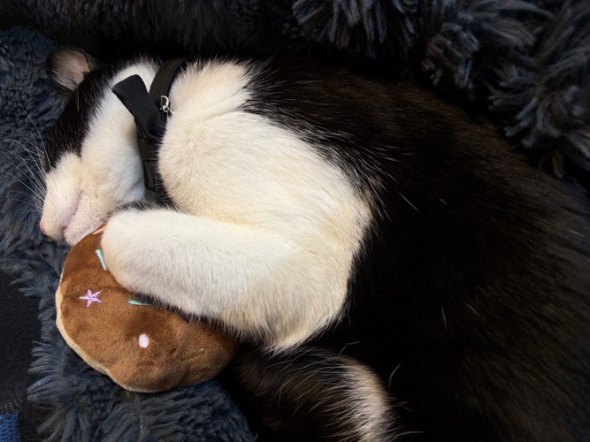 おもちゃを持ちながら寝る猫