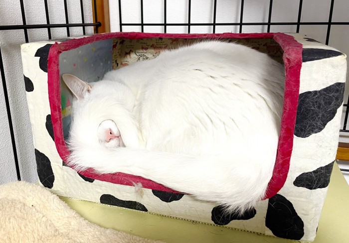 ペットハウスの中で眠る白猫