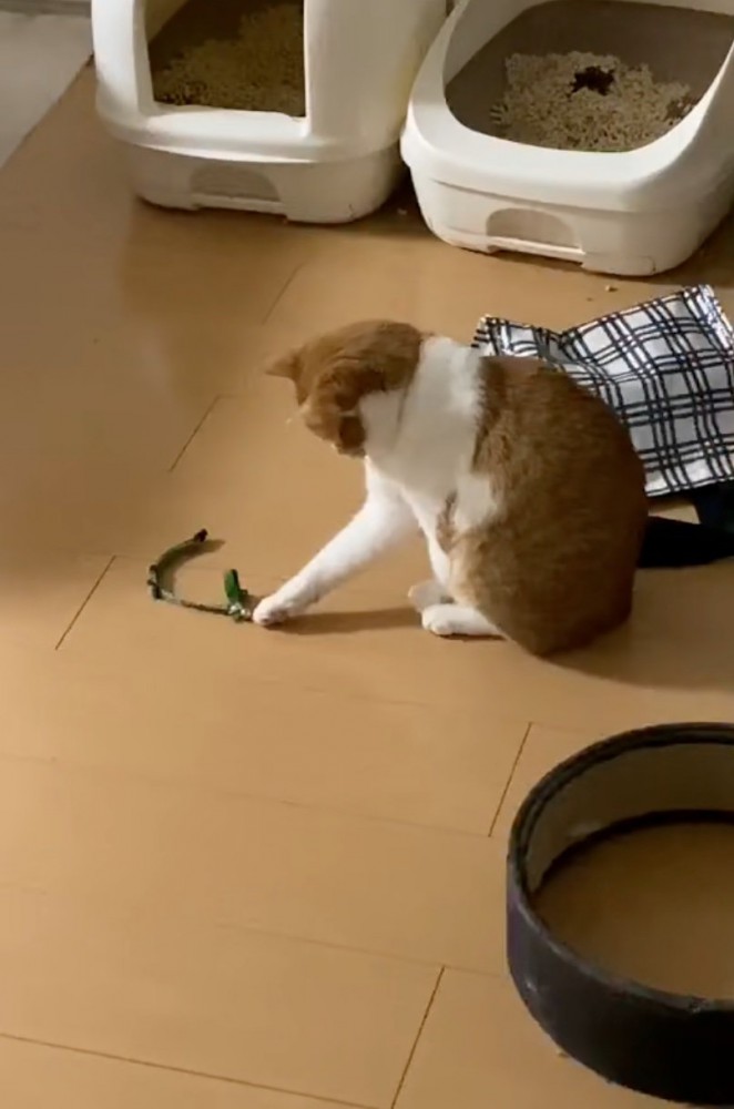 前足で触れる