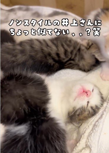 仰向けで熟睡する子猫