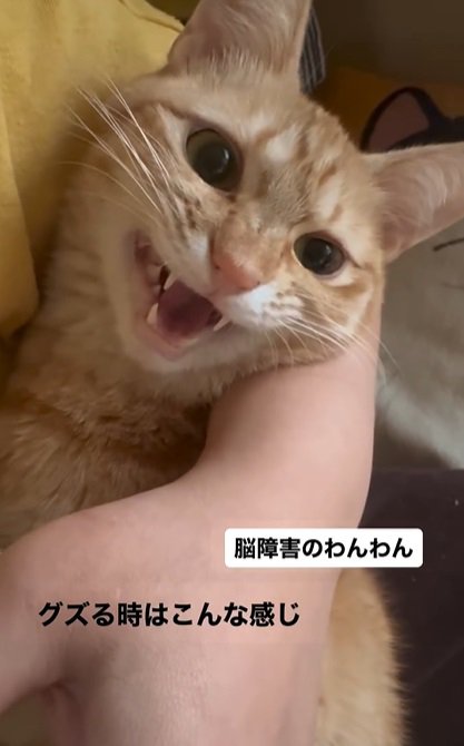 鳴く猫