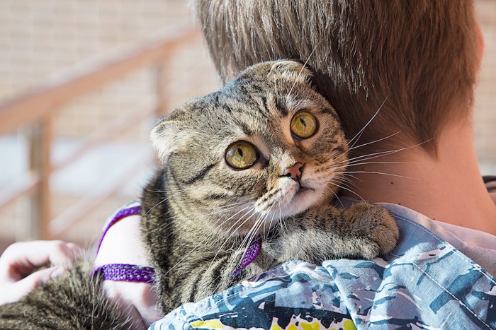 飼い主に抱っこされているリードをつけた猫