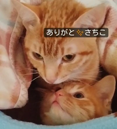 2匹の茶トラ猫（ありがと、さちこ）